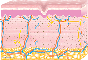 collagen_remolding_occurs-copy-1